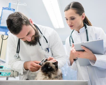 Veterinarians in clinic examining cat ears, man and woman standing around the examination table