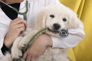 golden retriever puppy playing with a stethoscope vet