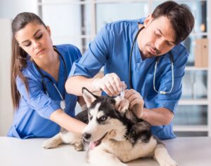 Veterinarian is dripping drops to the dog's ears in clinic.
