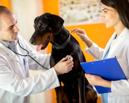 Veterinarians listen sick Great Dane dog with stethoscope in vet clinic