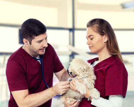 Man vet examining little dog with stethoscope in clinic - Veterinarian doctor making checkup of puppy at pet hospital while nurse holding him – focus on dog