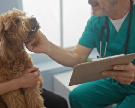 A mature man in scrubs attentively examines a poodle at a veterinary clinic while a person assists.